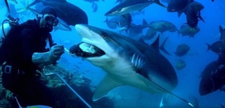  Diving with sharks 
